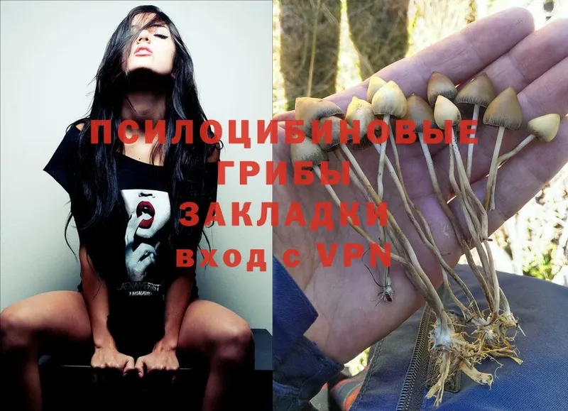 Галлюциногенные грибы Psilocybe  Саранск 